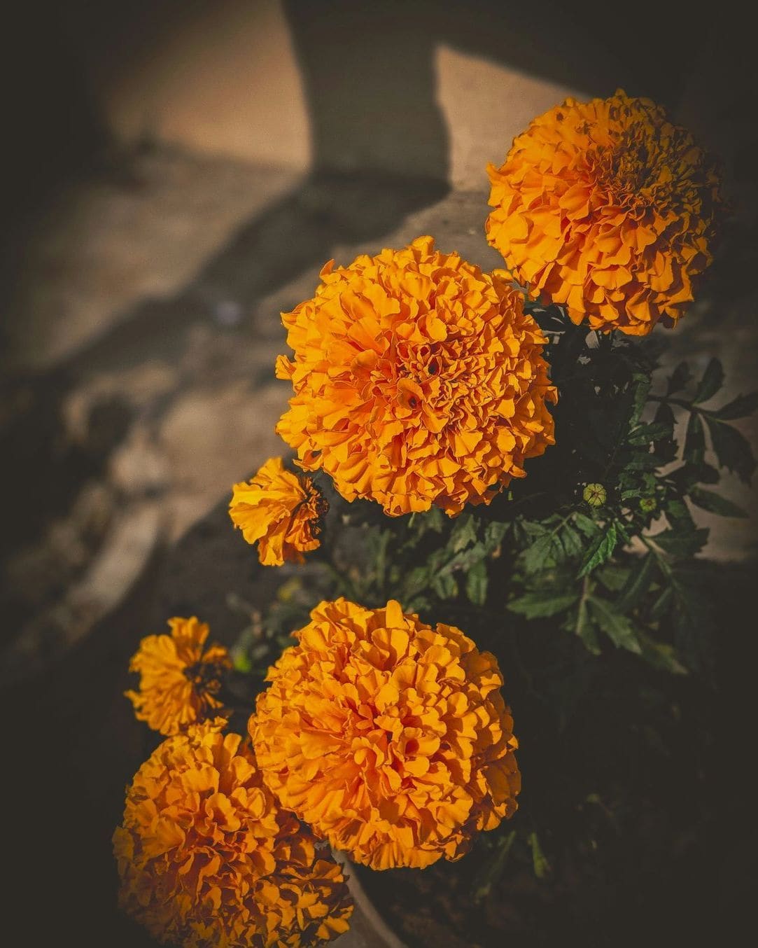 花結びフローラル 10