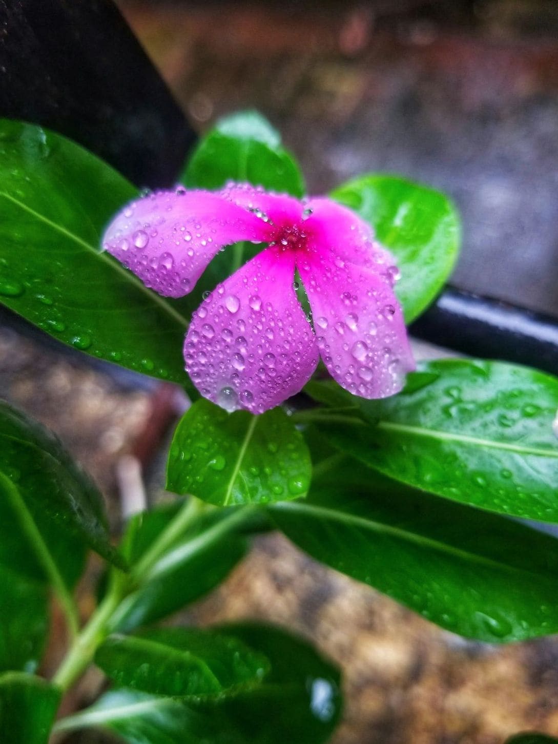花結びフローラル 11