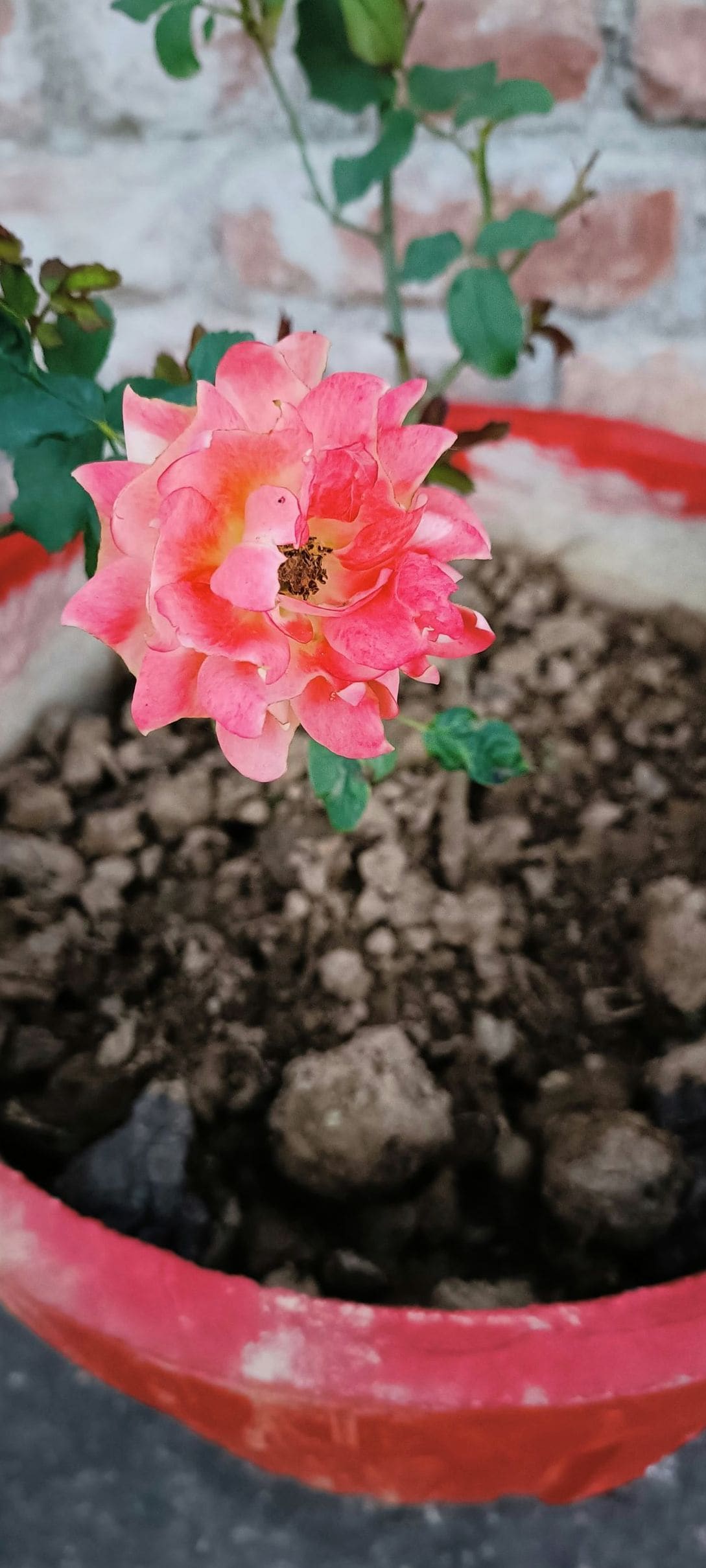 花結びフローラル 12