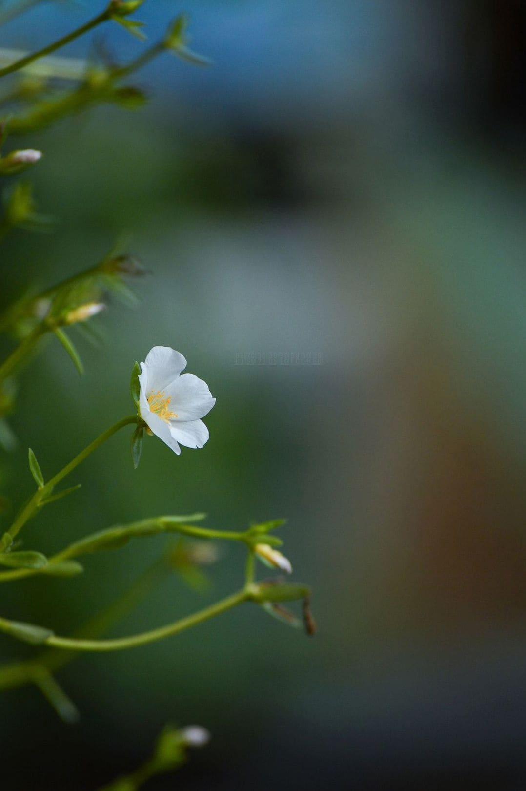 花結びフローラル 8